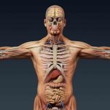 Канал - Анатомия | Медицина | Лечение