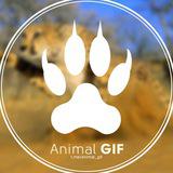 Канал - Animal GIF