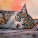 Канал - Фриканутые Коты | Мемные Коты