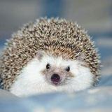 image for hedgehogsbeauty