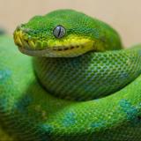 Канал - Разъяснивший Python